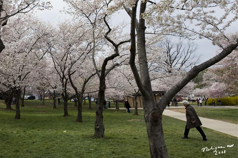 20080403_111349 D3 P.jpg - Cherry Blossom blooming